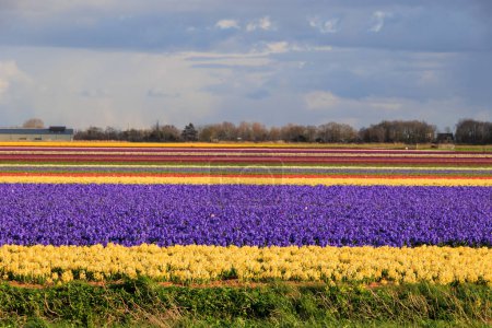 Jacinto floreciente y campos de flores en frente de un arco iris en los Países Bajos cerca de Alkmaar,