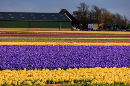 Téléchargez les photos : Jacinthe en fleurs et champs de fleurs devant un arc-en-ciel aux Pays-Bas près d'Alkmaar, - en image libre de droit