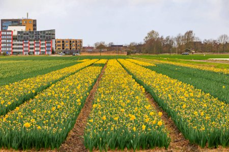 Téléchargez les photos : Jacinthe en fleurs et champs de fleurs devant un arc-en-ciel aux Pays-Bas près d'Alkmaar, - en image libre de droit