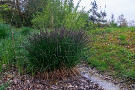 Tussock of a stiff sedge in the Durrenast Heath in the city forest of the Fugger city of Augsburg
