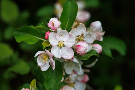 Blossoms of an apple tree in the Durrenast Heath in the city forest of the Fugger city of Augsburg