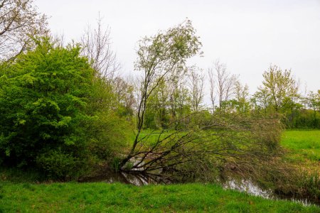 Téléchargez les photos : Tronc d'arbre rongé par un castor sur les rives du ruisseau Brunnenbach dans la lande de Durrenast dans la forêt de la ville Fugger de Augsbourg - en image libre de droit