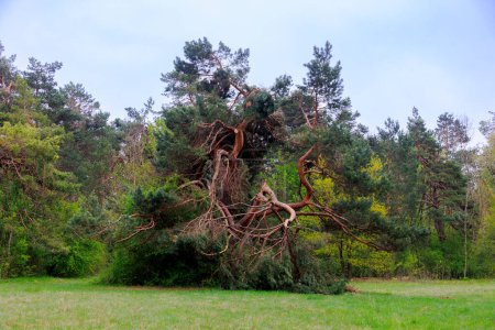 Crippled pine tree in the Durrenast Heath in the city forest of