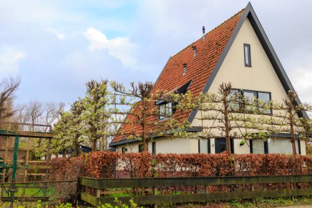Téléchargez les photos : Arbres fruitiers à fleurs treillis dans un bâtiment résidentiel aux Pays-Bas - en image libre de droit