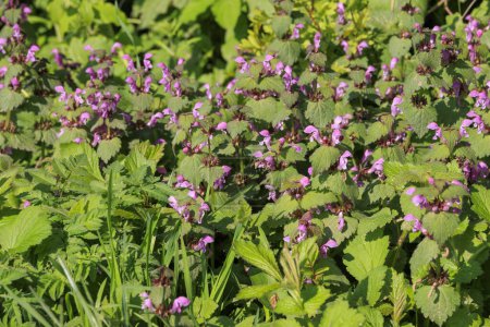 A cluster of purple deadnettle blooms by the wayside