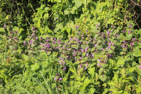 A cluster of purple deadnettle blooms by the wayside