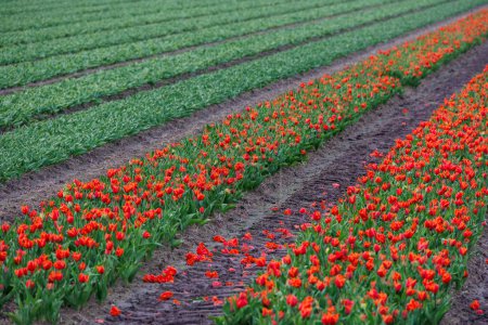 Téléchargez les photos : Tulip fields with red and yellow flowering tulips on a tulip bulb farm in North Holland in the Netherlands in spring - en image libre de droit