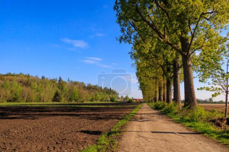 Téléchargez les photos : Une avenue de peupliers borde une voie de campagne près de Wellenburg près d'Augsbourg par une journée ensoleillée au printemps entre prairies et champs - en image libre de droit