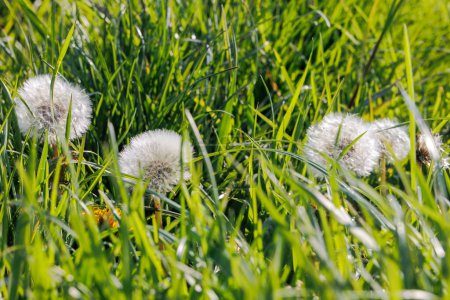 Dandelion seed heads with their umbrellas form the dandelion flower