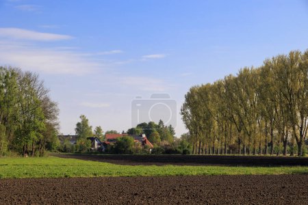 Eine Pappelallee säumt an einem sonnigen Frühlingstag einen Feldweg bei Wellenburg bei Augsburg zwischen Wiesen und Feldern.