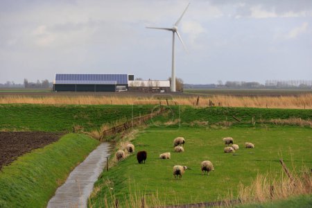 Schafe weiden an einem bewölkten Tag auf einer Wiese unter Windrädern in den Niederlanden