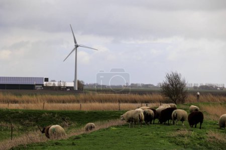 Schafe weiden an einem bewölkten Tag auf einer Wiese unter Windrädern in den Niederlanden