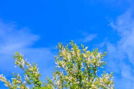 una rama de un cerezo que florece llorando en un día soleado de primavera contra un cielo azul