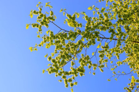 Die grünen Blätter und Samenköpfe einer Ulme im Frühling gegen den blauen Himmel