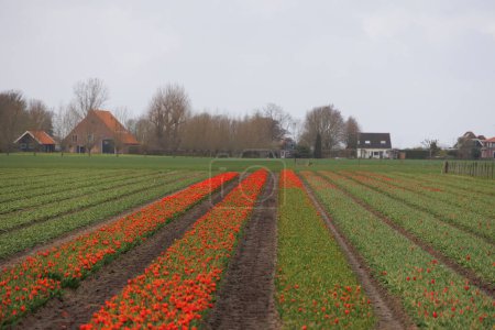 Tulpenfelder mit rot und gelb blühenden Tulpen auf einer Tulpenzwiebelfarm in Nordholland in den Niederlanden im Frühling