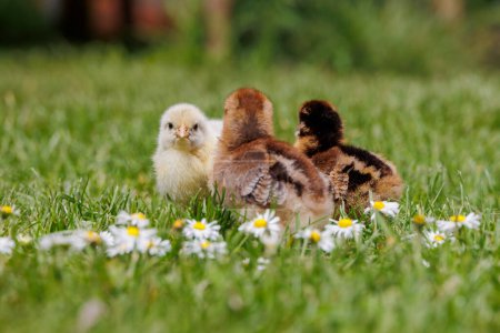 Bielefelder Bornheimer and Sundheimer chicken chicks among daisies in grass