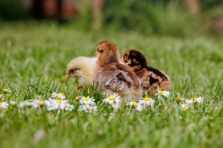 Foto de Bielefelder Bornheimer y Sundheimer pollitos de pollo entre margaritas en la hierba - Imagen libre de derechos