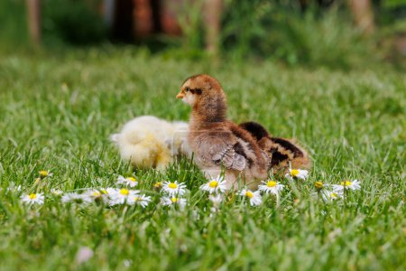Bielefelder Barnheimer und Sundheimer Hühnerküken zwischen Gänseblümchen im Gras