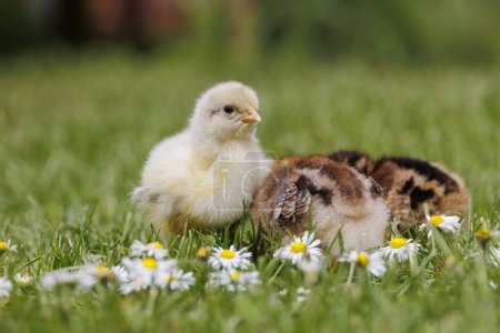 Bielefelder Bornheimer and Sundheimer chicken chicks among daisies in grass