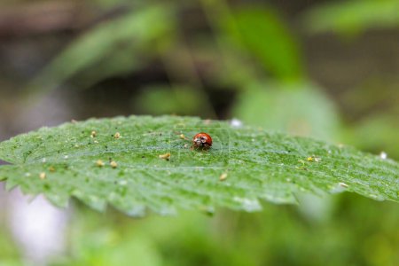 Close up of a ladybug sitting on a stinging nettle leaf with shallow depth of field