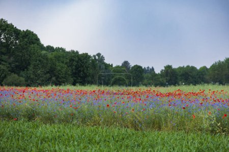 Téléchargez les photos : Un chemin de terre mène au-delà des prairies fleuries colorées avec des coquelicots et des bleuets à une forêt à l'horizon tandis que des nuages d'orage sombre se rassemblent dans le ciel - en image libre de droit