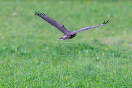 A buzzard flies low over the meadows in Siebenbrunn near Augsburg