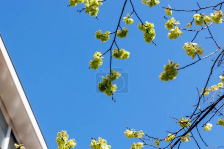 The flowers of an elm tree in the Dutch city of Delft against a blue sky in spring