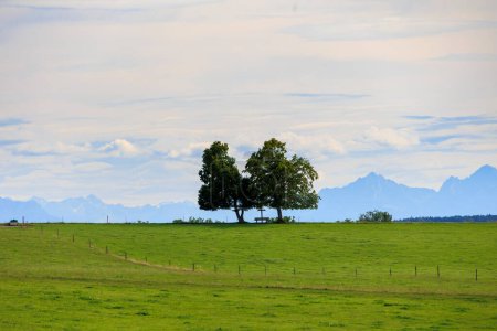 Alpiner Blick über Wiesen und Feldwege in Richtung Alpen bei Reichling in Bayern an einem Sommertag mit blauem Himmel und leichten Wolken