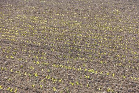 Young cereal stalks germinate on a brown field after sowing