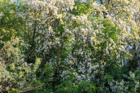 Akazien in weißer Blüte im Frühling