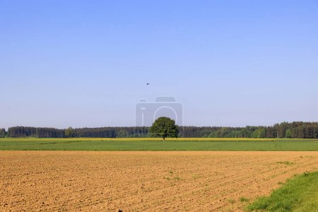 Téléchargez les photos : Un arbre solitaire dans les champs avec les Alpes en arrière-plan près du village de Weil en Bavière - en image libre de droit