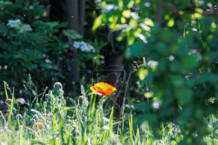 Foto de Flor de amapola brillante roja en la hierba con fondo borroso - Imagen libre de derechos