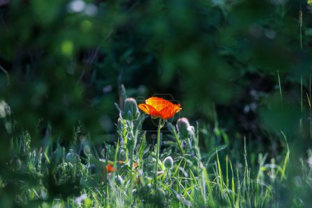 Téléchargez les photos : Fleur de pavot rouge vif dans l'herbe avec fond flou - en image libre de droit