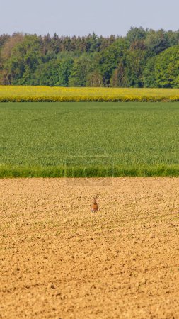 A hare in a field with freshly sprouting cereal stalks and meadows and forest in the background