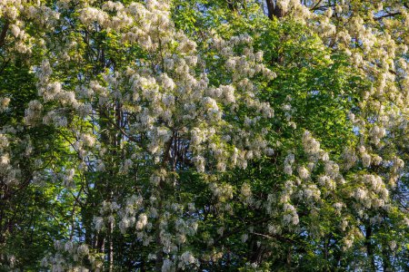 Acacia trees in white blossom in spring