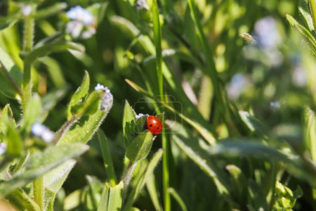 A ladybird sits in the grass on the leaves of a forget-me-not