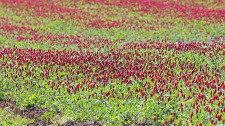 Red flowering incarnate clover in a field near Prittriching in Bavaria as bee pasture