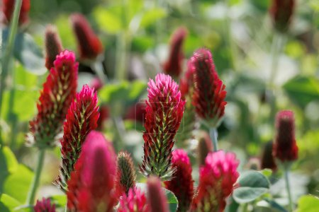 Trèfle incarné à fleurs rouges dans un champ près de Prittriching en Bavière comme pâturage d'abeilles