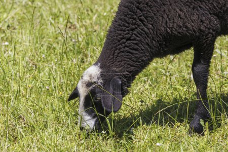 Ein schwarzes Schaf mit weißem Fahl weidet auf einer grünen Wiese