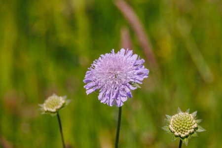 The flower of a purple field widow flower among grasses in a wildflower meadow