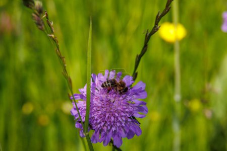 A bee collects pollen on the flower of a purple field daisy among grasses in a wildflower meadow