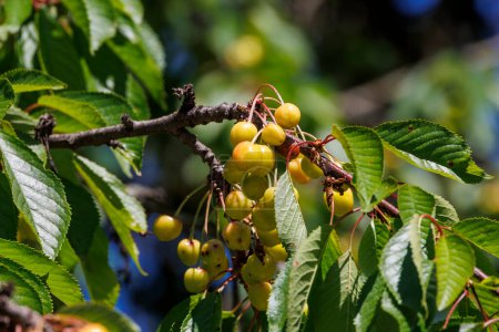 A branch with sweet cherries that change colour from yellow to red and are about to be harvested