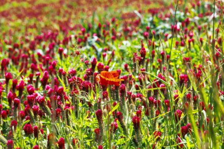 Red flowering incarnate clover in a field near Prittriching in Bavaria as bee pasture