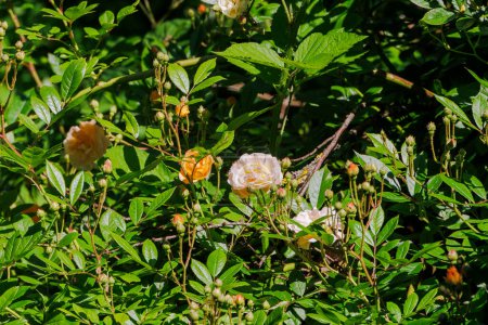 Blattlausfarbene Blüten eines kletternden Wanderers stiegen in das dunkle Grün der Rosenblätter
