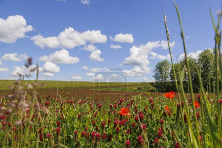 Rotblühender Klee auf einem Feld bei Prittriching in Bayern als Bienenweide