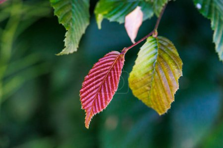 Close-up of a red coloured leaf on a hornbeam