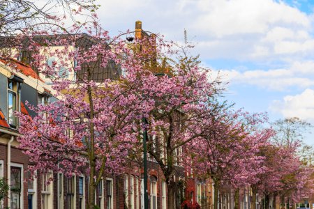 Straße in der niederländischen Stadt Delft im Frühling, Niederlande, Delft, 25.3.2024