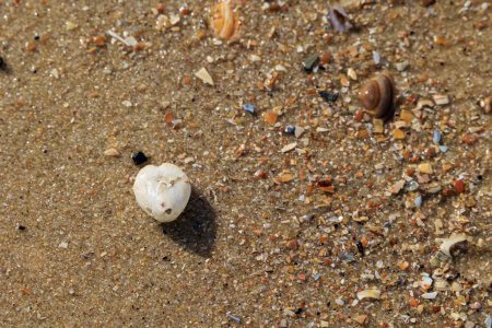 squelette osseux d'un oursin de coeur commun sur le sable à la plage