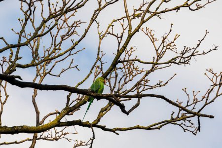 Ein Bandschwanzsittich als Neozoon auf den kahlen Ästen eines Baumes in der niederländischen Stadt Delft