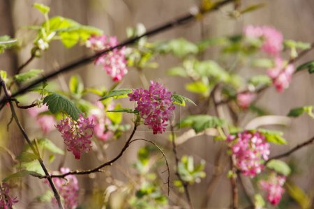 die Blüten einer BlutJohannisbeere dienen im Frühjahr als Nahrungsquelle für Insekten